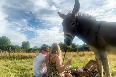 Dashing Donkeys Meet, Walk and Picnic at Guildford