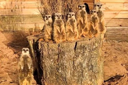Exotic Zoo VIP Private Meerkat Encounter for up to Four at Telford