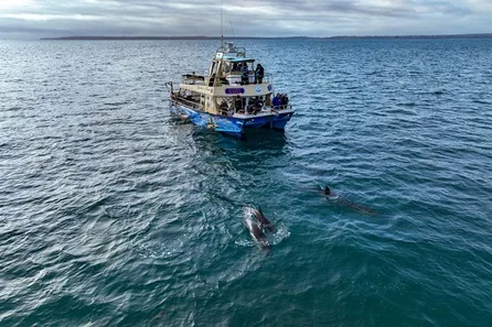 Full Day Wildlife Exploration Cruise around Cornwall's Coastline for Two at Falmouth
