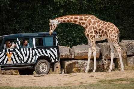 Longleat Bronze VIP Truck Safari Tour with Park Admission for Six at Warminster
