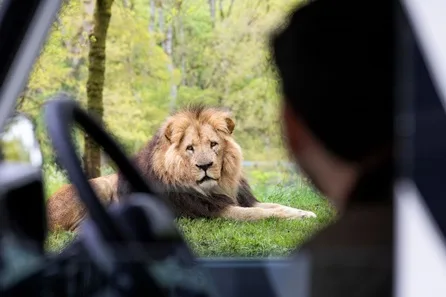Longleat Bronze VIP Truck Safari Tour with Park Admission for Four at Warminster
