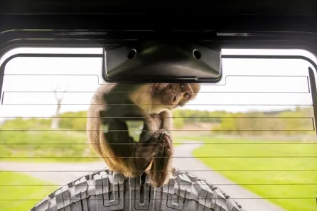 Longleat Bronze VIP Truck Safari Tour with Park Admission for Two at Warminster