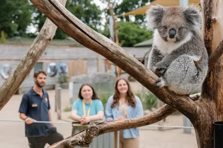 Longleat Early Access Koala Creek Tour and Encounter with Park Admission for Two at Warminster