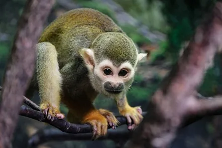 Midweek Tamarin and Squirrel Monkey Encounter with Entry to Get to Know Animals for Two
