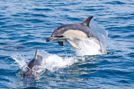 Family Half Day Wildlife Exploration Cruise around Cornwall's Coastline for Four at Falmouth