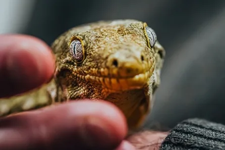 Private Reptile Encounter for Up to Four at The Reptile Academy, Dorset