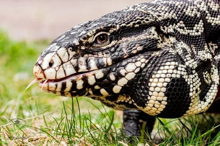 Ranger Guided Reptile and Amphibian Tour for Two at The Reptile Academy