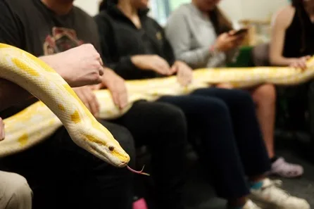 Reptile Ranger for the Day Experience at The Reptile Academy at The Reptile Academy, Wimborne