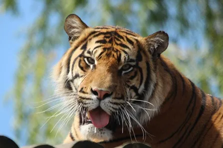 Shared Digital Animal Adoption and Visit to Howletts Wild Animal Park for Two at Canterbury