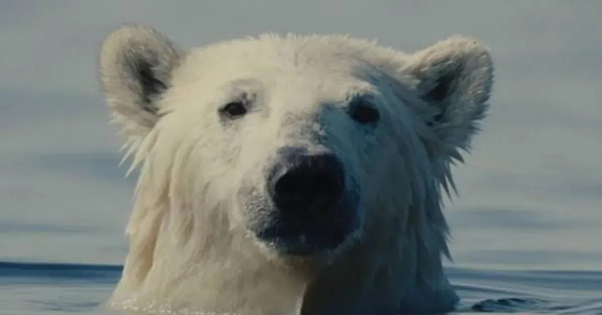 Nuisance Bear