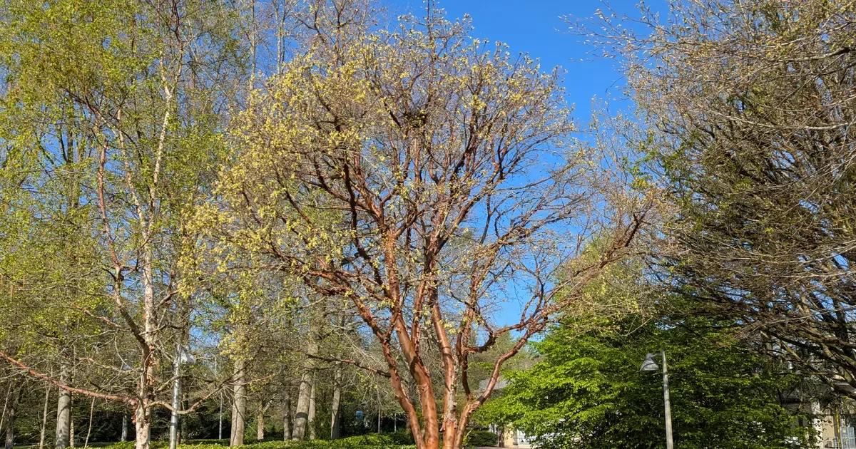 Claverton Campus Tree Walk
