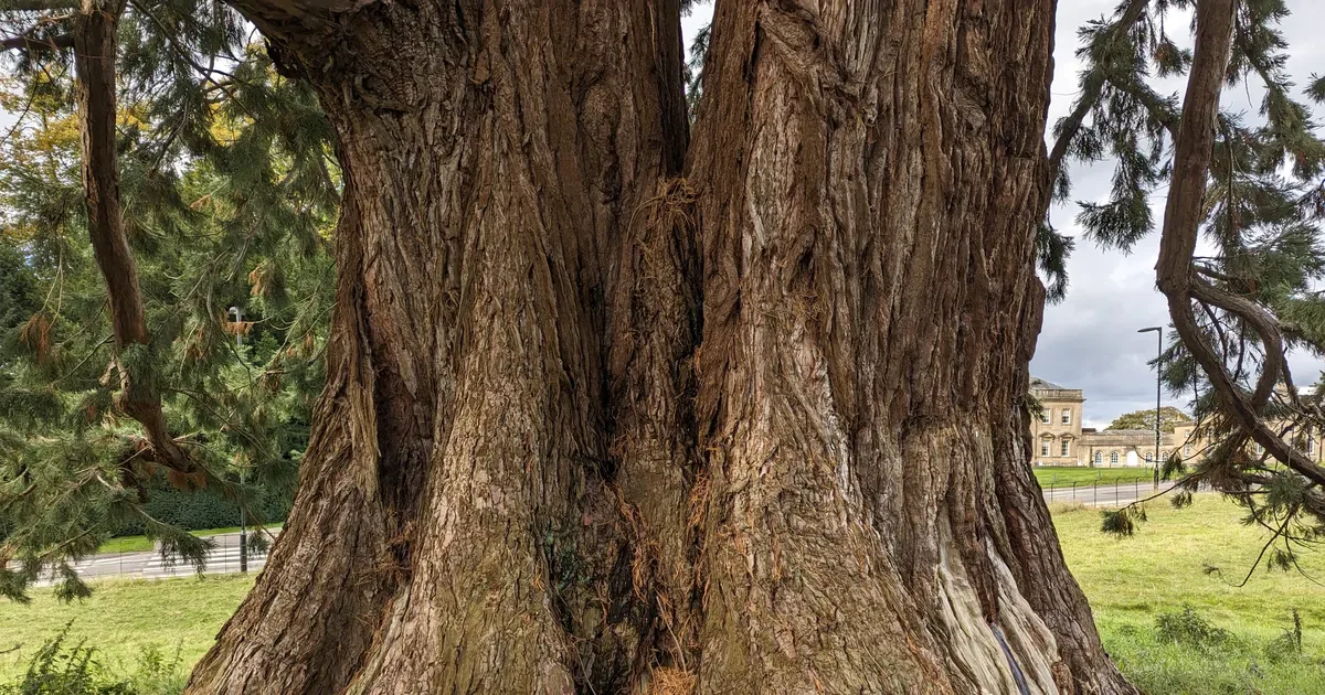 Newton Park Tree Walk at Meet Outside the Refectory - Bath Spa University