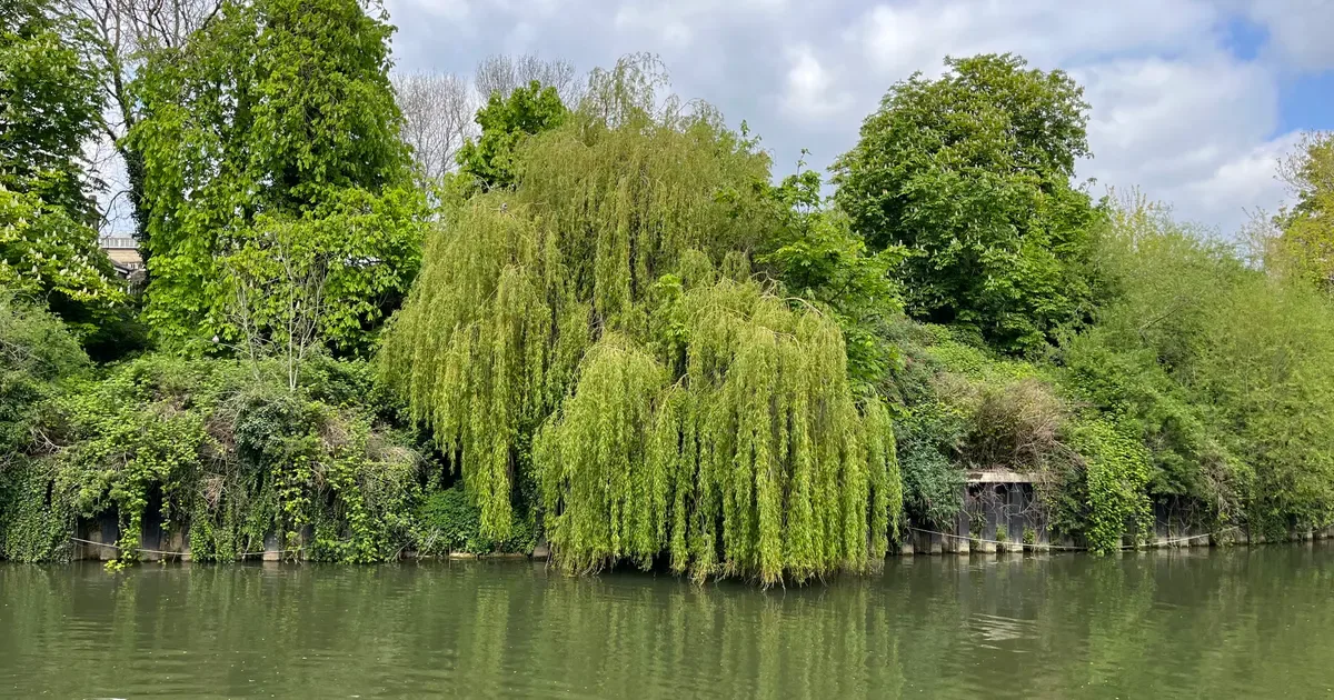 Riverside Ramble Tree Walk at Meet Outside Green Park Station