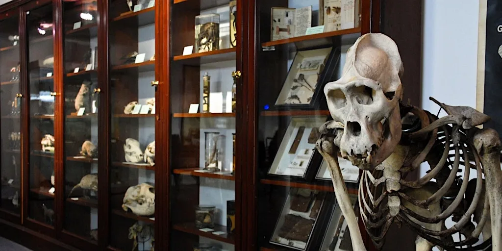 D'Arcy Thompson Zoology Museum Saturday Openings