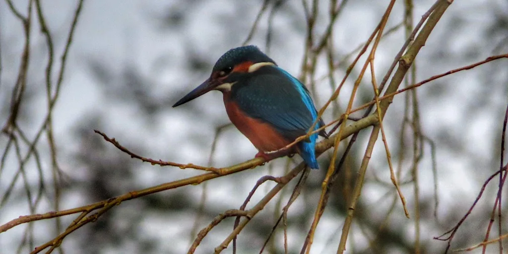 Waterside Garden - Tuesday Drop in Sessions 1:30-3:30pm