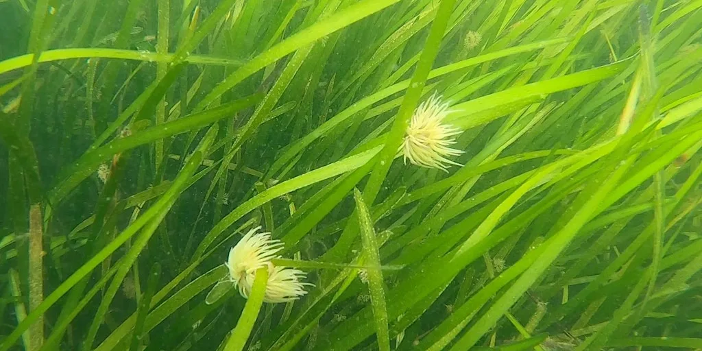 Seagrass Snorkel Safari at Gylly Beach