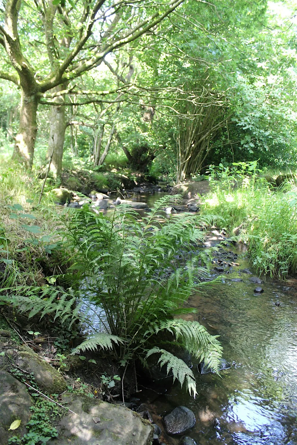 Discover Bradford's Becks: Pitty Beck and Clayton at Bell Dean Road