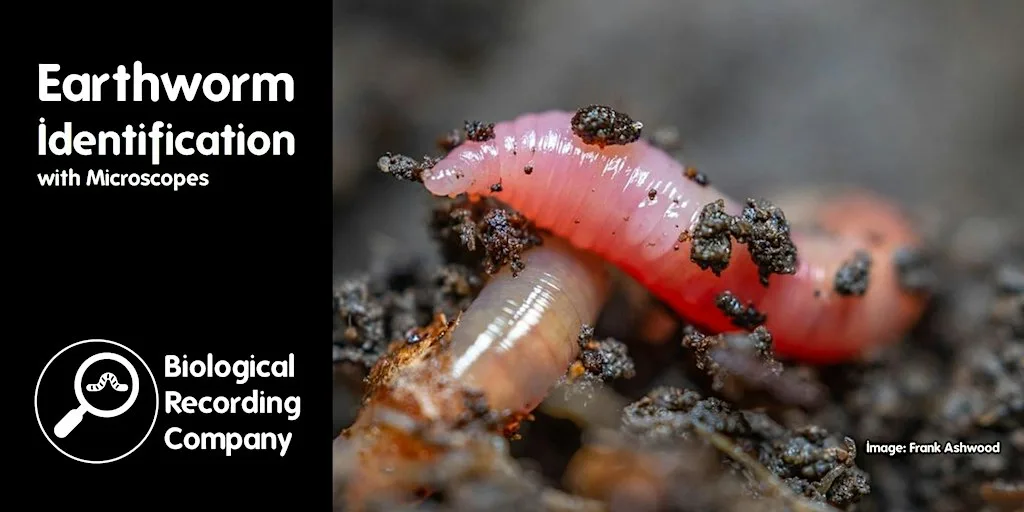 Earthworm Identification at Natural History Museum