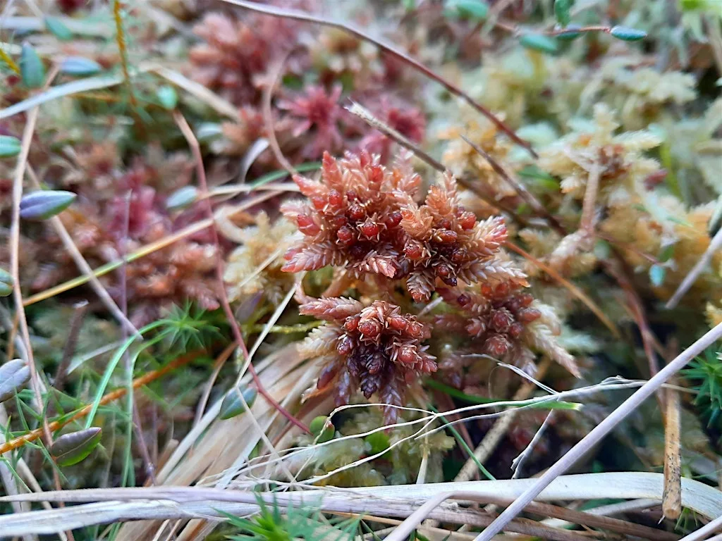 YPP Training: Introducing Sphagnum Mosses at Kingsdale Head Farm