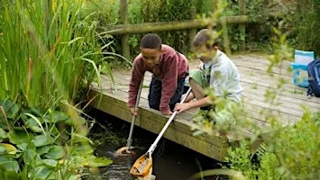 Pond Dipping at Lorton Meadows at Lorton Meadows Conservation Centre & Nature Reserve