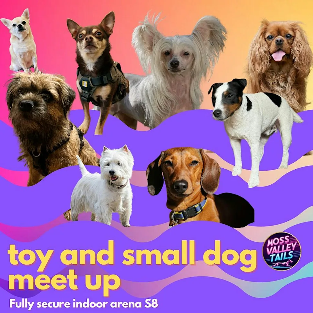 TOY AND SMALL dog social in a fully secure arena S8
