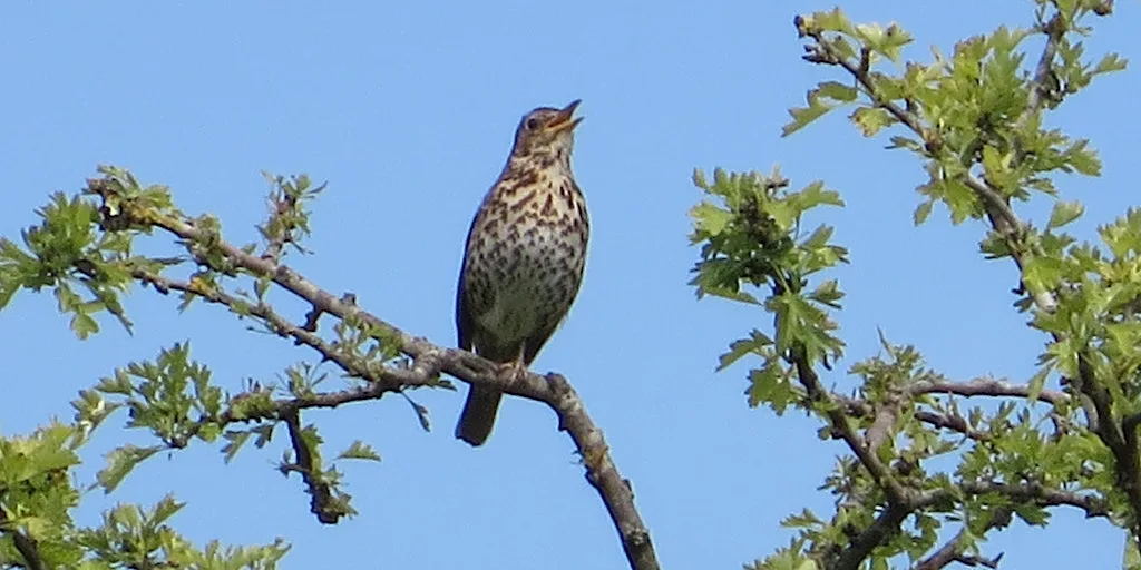 Green Thursday at Chairborough LNR at HP12 3UL