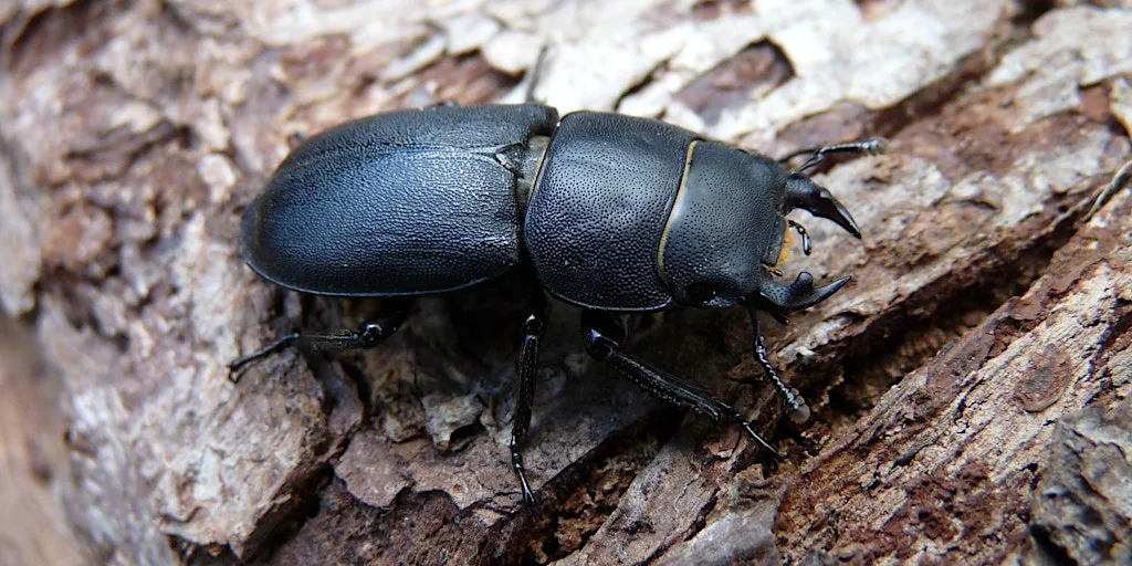 Children’s Activity – Minibeast hunt and woodland games at Stover Country Park