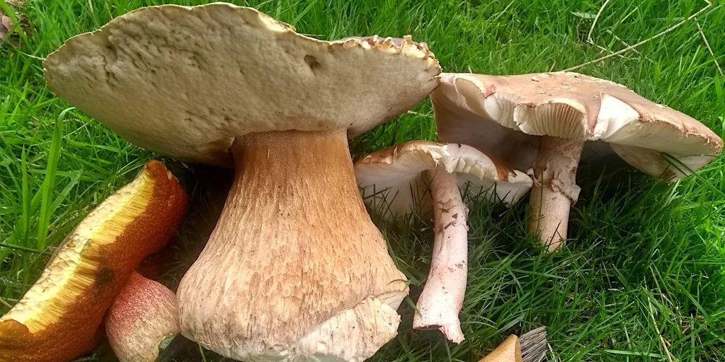 Mushroom foray at Roddlesworth, North Bolton