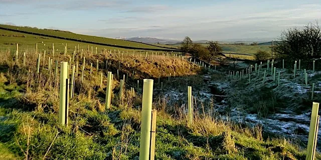 Emerging Woodlands in the Yorkshire Dales