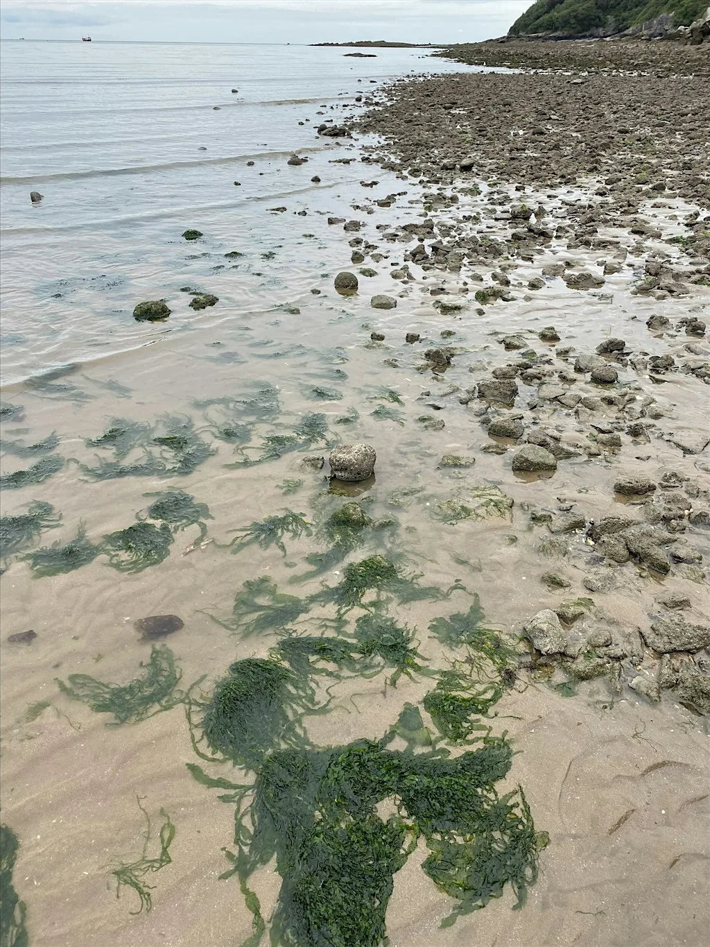 Seashore Safari: Oxwich Bay at Oxwich Bay Beach (meet by the slip way)