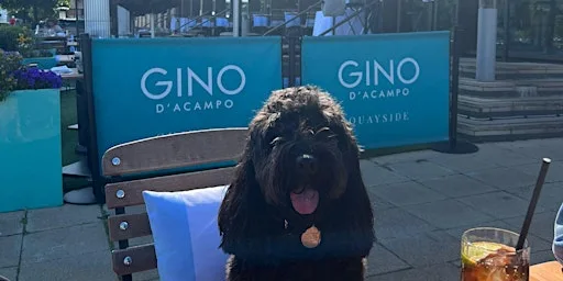 Barks and Brews - Afternoon Tea at Gino D'Acampo Restaurant Quayside Newcastle