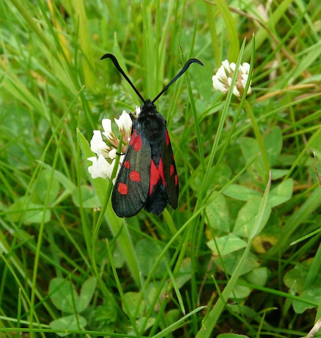 Butterfly Safari for Children & Families at Kingcombe at Kingcombe Visitor Centre