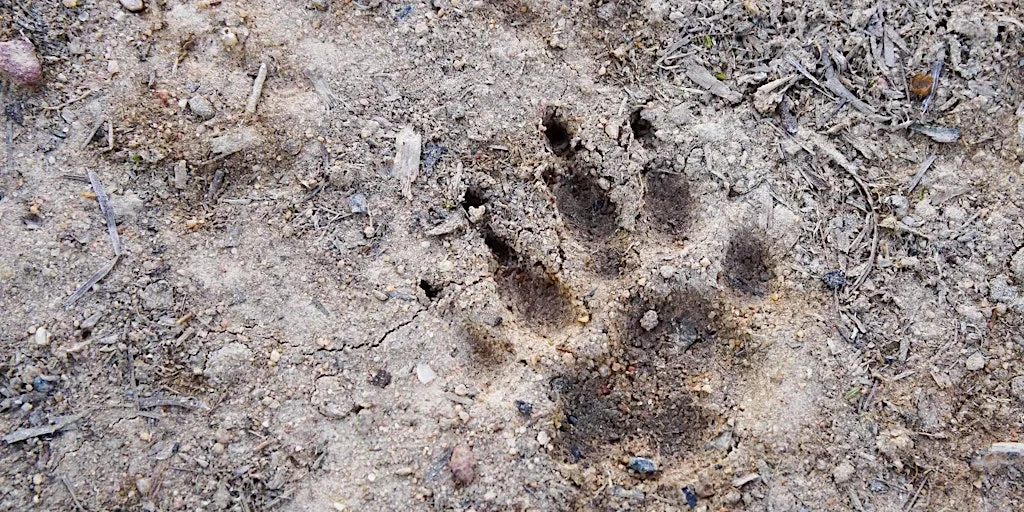 Tracks & Traces at Kingcombe - A Family Nature Event