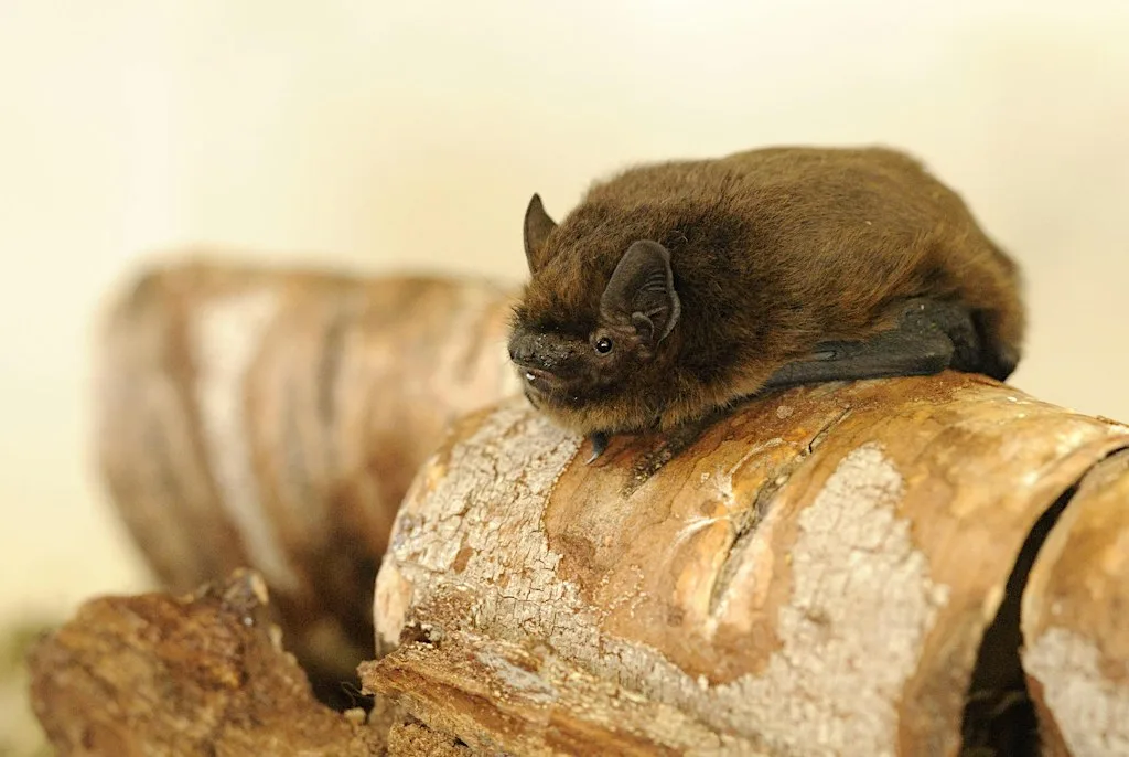 Bats for Beginners: A Guided Bat Walk at St Catherine's Hill