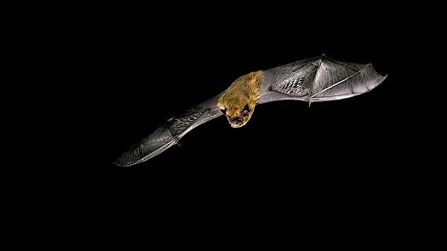 Ditectifs Bywyd Gwyllt Caerdydd / Cardiff Wildlife Detectives