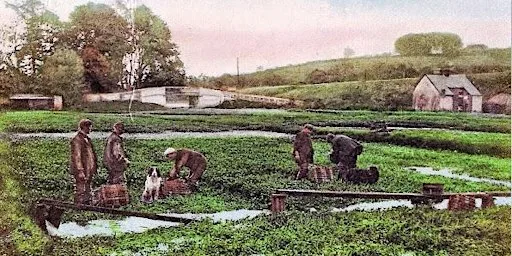 Heritage Open Days Gadespring Watercress Beds (2 tours available) at Old Fishery Lane