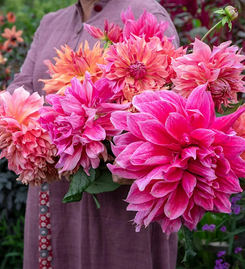 Perch Hill Garden Open Day - Thursday 13th August 2026 at Sarah Raven Perch Hill Farm