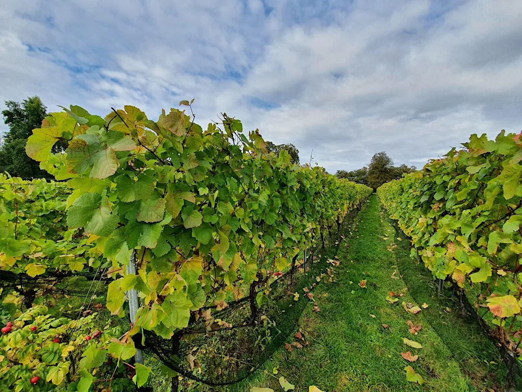 HIKE 14KM Garden of England Meopham Valley and the Vine fields of Kent