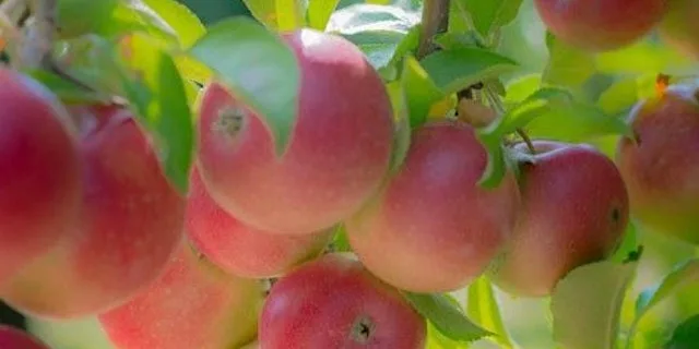 Orchards and Elephants: YHA Canterbury, Kent . 10 mile circular walk. at YHA Canterbury Hostel