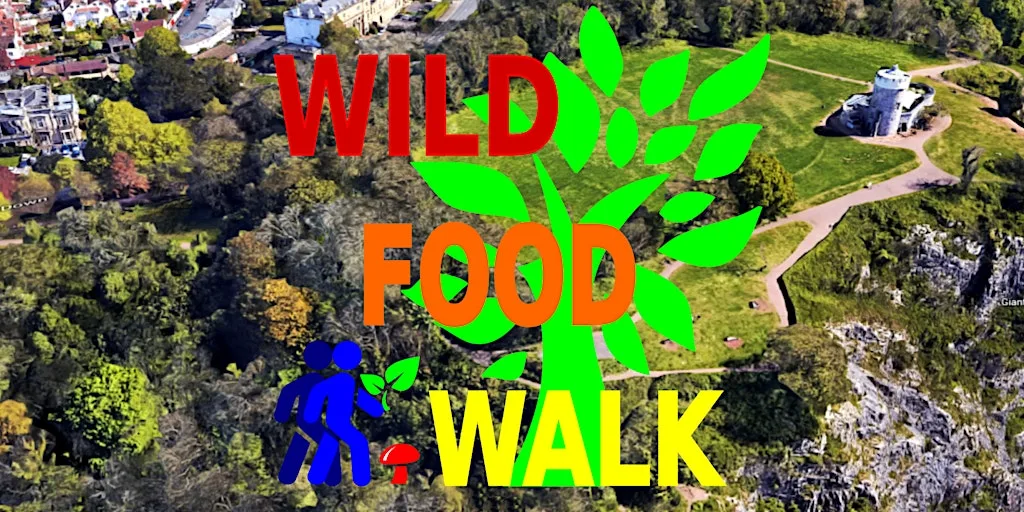 August Avon Gorge (Bristol) Wild Food Foraging/ Forager Walk. at The Avon Gorge