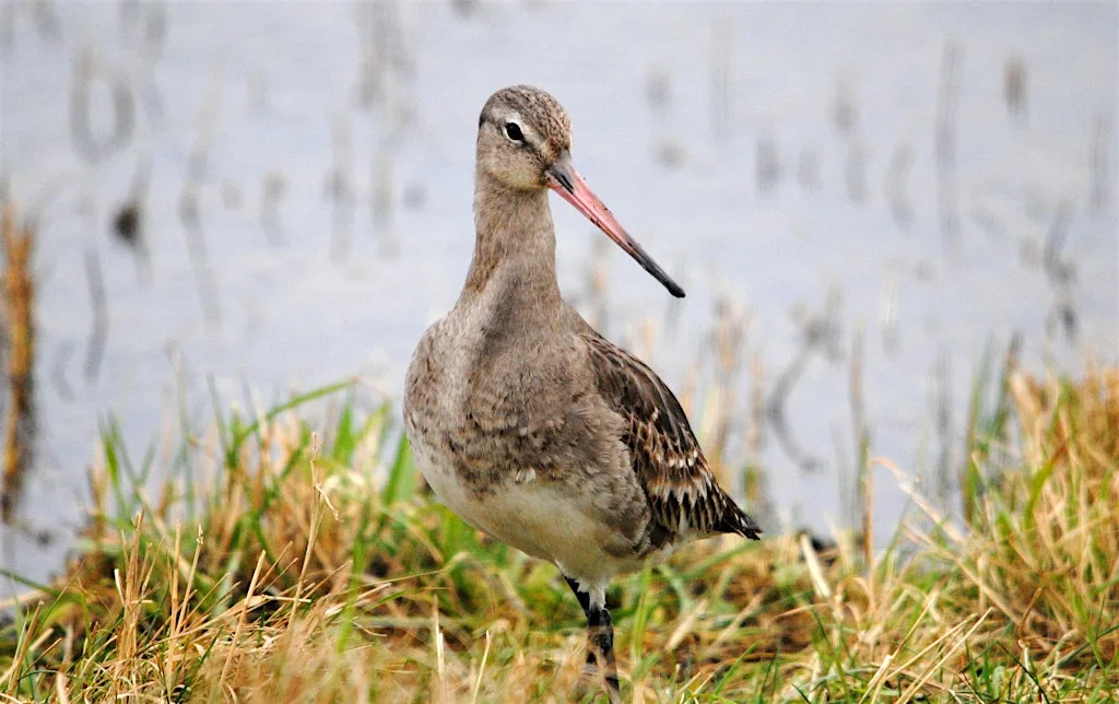 An introduction to the birds of Cley (16 August)