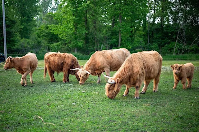 Stretch and Stroll with Highland Cows (September 26)