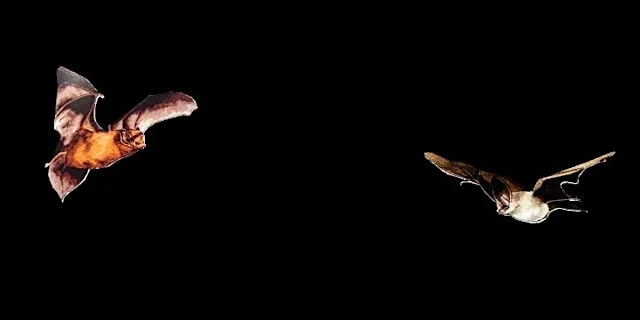 Guided Bat Walk at Rangers' Hut, Meanwood Park Car Park