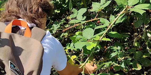 Discover Wild Food: Foraging Walks in Cambridge