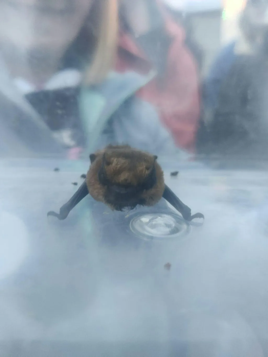 Bat Walk and Talk Derby Park