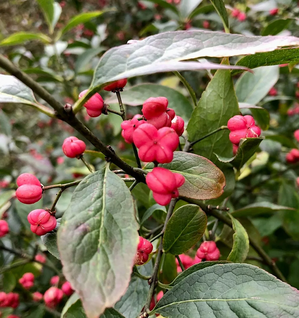 Autumn Tree Identification Walk at Great Avon Wood