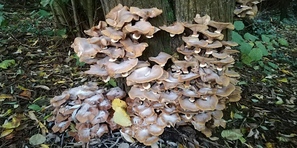 Autumn afternoon fungi walk in Cannon Hill Park