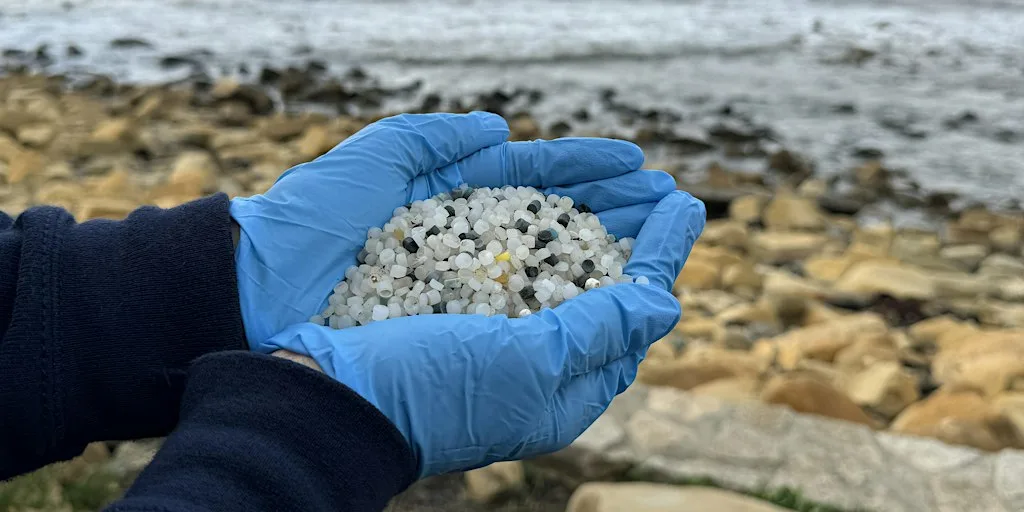 The Great Global Nurdle Hunt at Kimmeridge