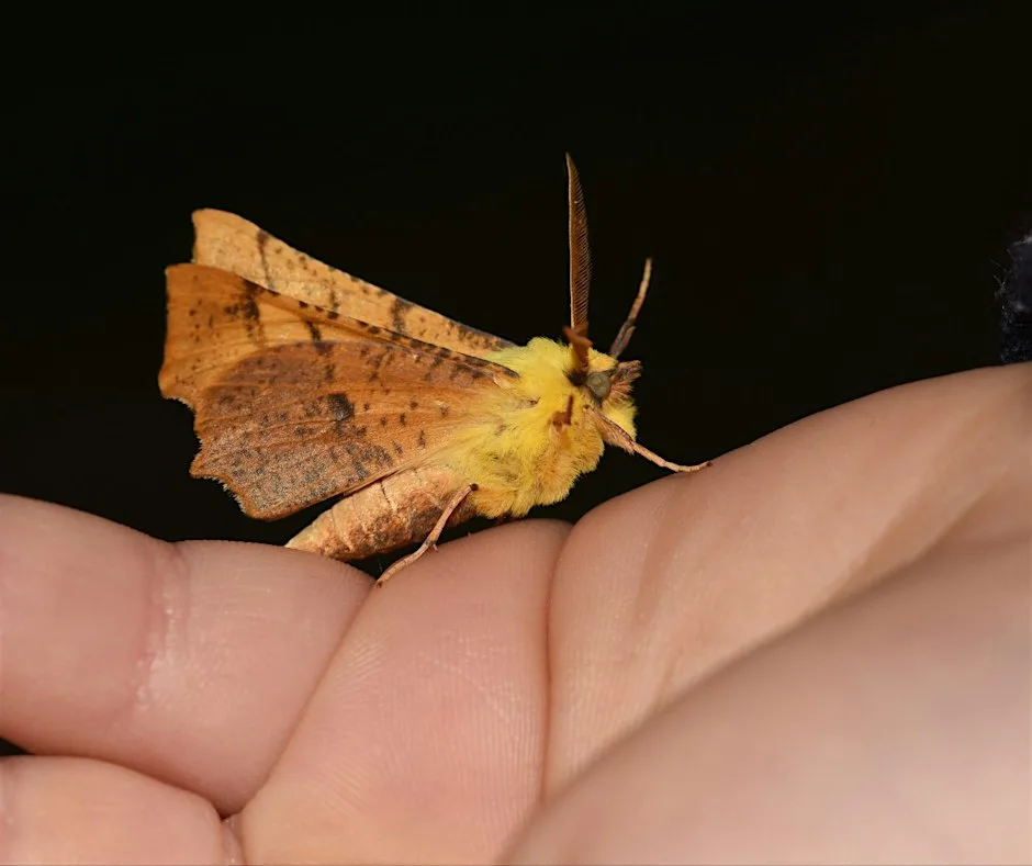 Moth Event at Forres