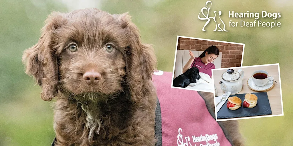 An Afternoon with Hearing Dogs (York) 8 October 2026 at Hearing Dogs For Deaf People
